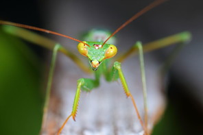 Oestomantis Bacillaris A1 aus Indonesien Insektenkunde Insekt Mantis Mantidae